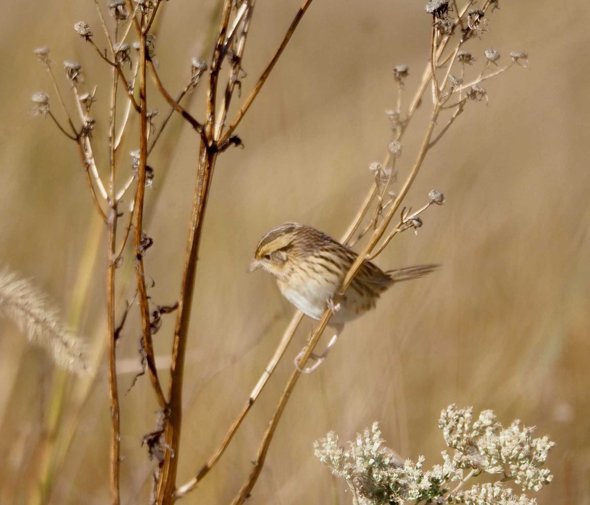 Ammospiza leconteii (Audubon, 1844)
