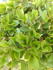 Nothofagus betuloides