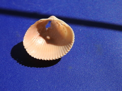 Dallocardia muricata