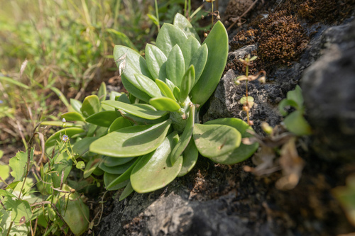 Kleinia saginata, photograph 1
