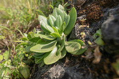 Kleinia saginata, photograph Morten Ross, CC BY, iNaturalist via GBIF