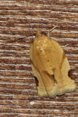 Paramesia gnomana