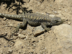 Liolaemus valdesianus