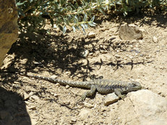 Liolaemus valdesianus