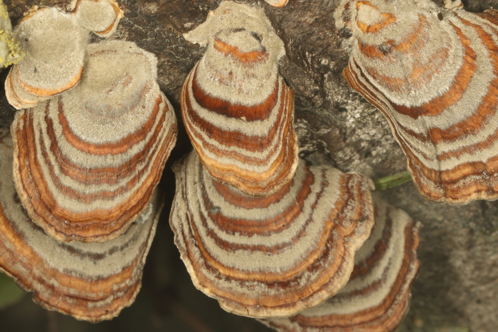 Stereum ostrea · October 2025 · photo: © jacobl (iNaturalist, cc-by-nc-sa)