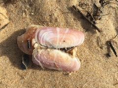 Solecurtus strigilatus