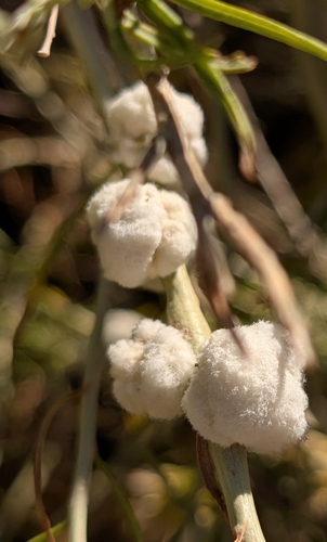 Unknown species found near Grand County, UT, USA