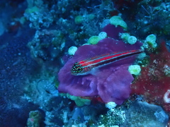Helcogramma striata