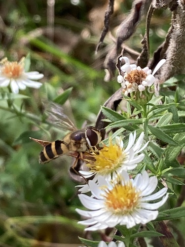 Unknown species found near West Hill, Albany, NY, US