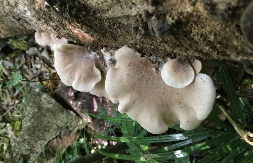 Pleurotus parsonsiae image