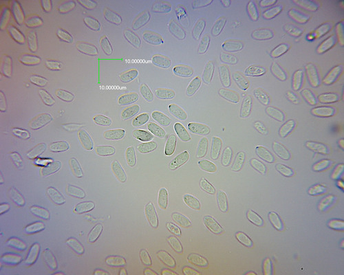 Pleurotus parsonsiae image