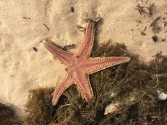 Astropecten aranciacus