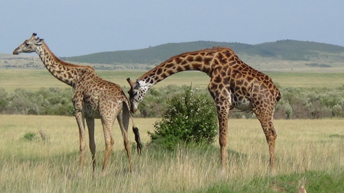 Masai Giraffe