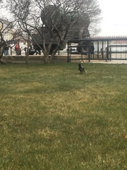 Corvus cornix