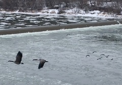 Branta canadensis