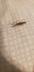 Zelus renardii