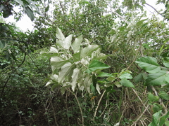 Croton niveus