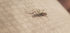 Zelus renardii