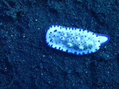 Mexichromis multituberculata