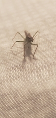 Zelus renardii