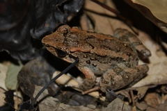 Limnonectes leytensis