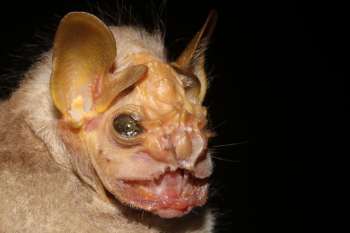 Wrinkle-faced Bat (Centurio senex)