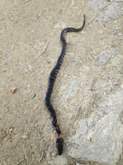 Erythrolamprus epinephalus pseudocobella