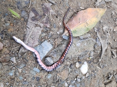 Erythrolamprus epinephalus pseudocobella