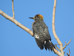 Melanerpes aurifrons