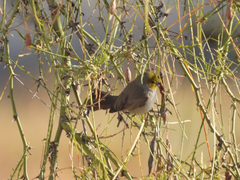 Auriparus flaviceps