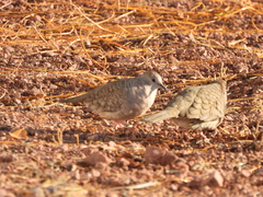 Columbina inca
