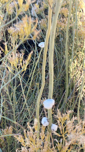 Unknown species found near Grand Junction