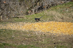 Pipilo erythrophthalmus