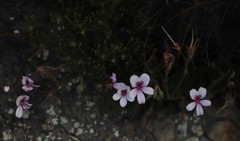 Pelargonium elegans