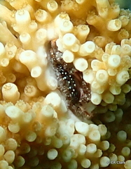 Domecia acanthophora