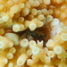 Elkhorn Coral Crab - Photo (c) sea-kangaroo, some rights reserved (CC BY-NC-ND)