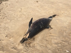 Delphininae
