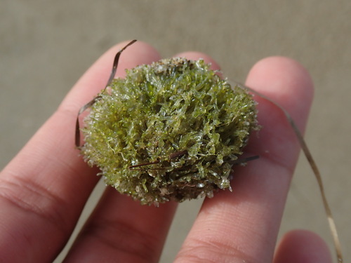 Valonia aegagropila observed 2025-10-22