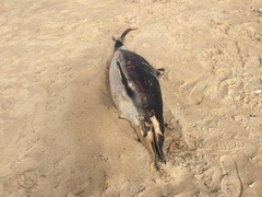Delphininae