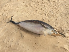 Delphininae