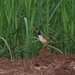 Black-throated Saltator - Photo (c) Douglas Bete, some rights reserved (CC BY-NC), uploaded by Douglas Bete