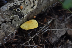 Cyptotrama chrysopepla