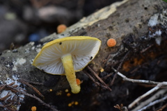 Cyptotrama chrysopepla