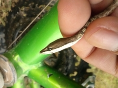 Oxybelis potosiensis