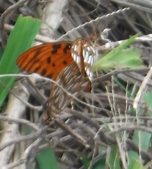 Dione vanillae insularis