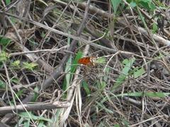 Dione vanillae insularis