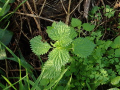 Urtica membranacea