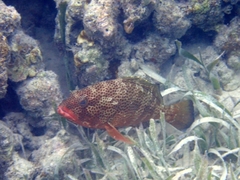 Epinephelus guttatus