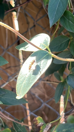 Unknown species found near N Yale St, Cleveland, MS, US