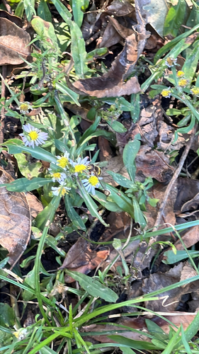 Unknown species found near N Yale St, Cleveland, MS, US